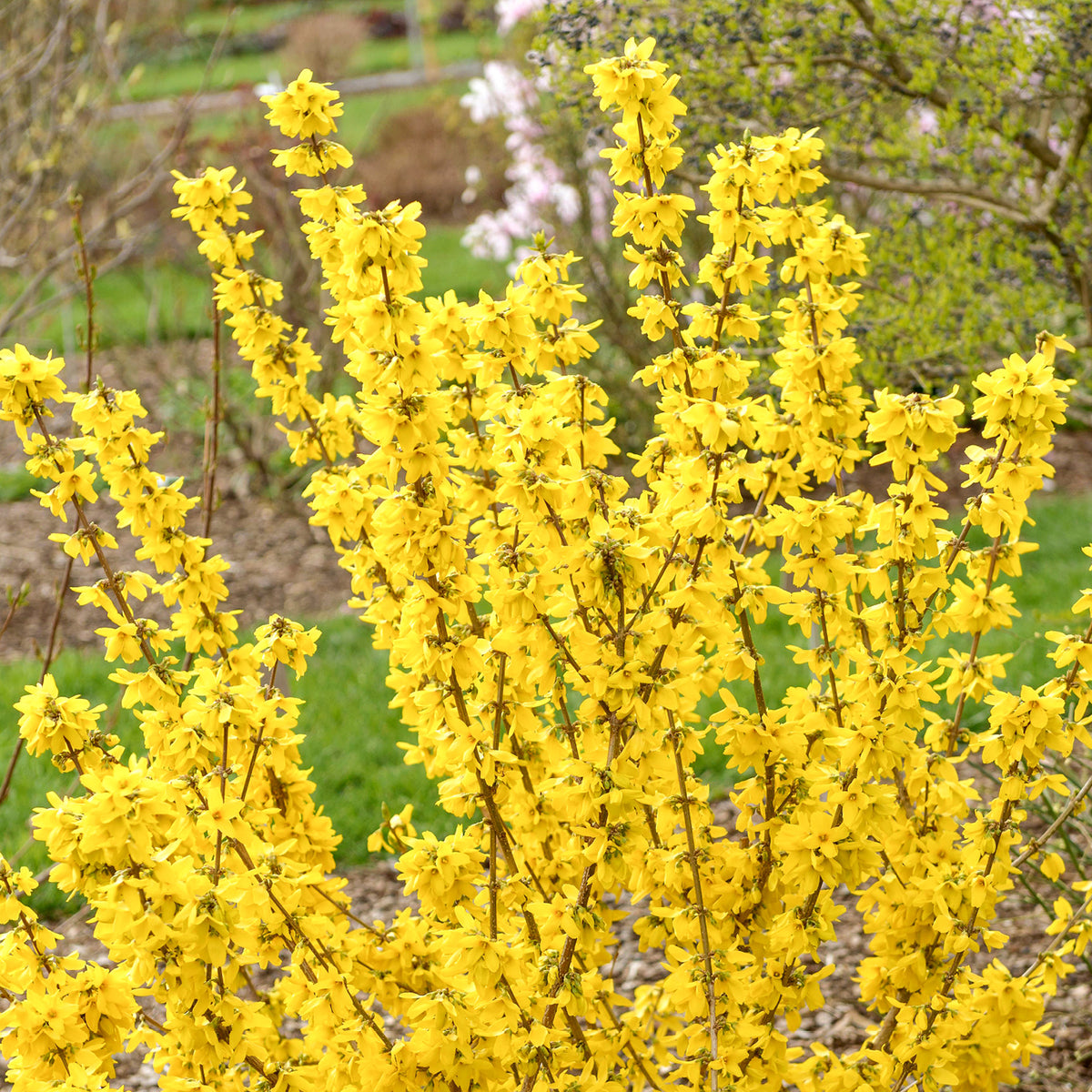 Forsythie 'Goldrausch'