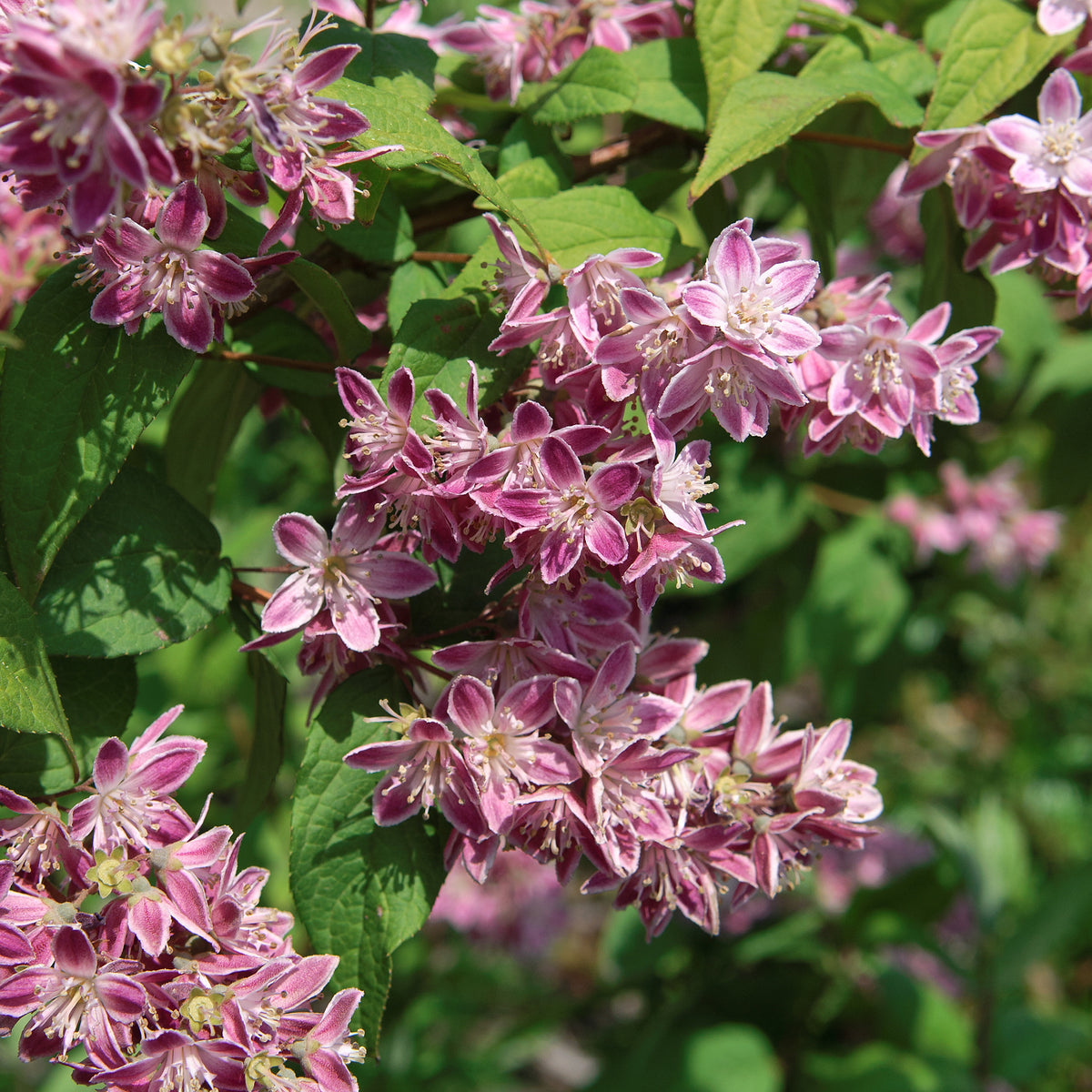 Weigelie 'Bristol Ruby'