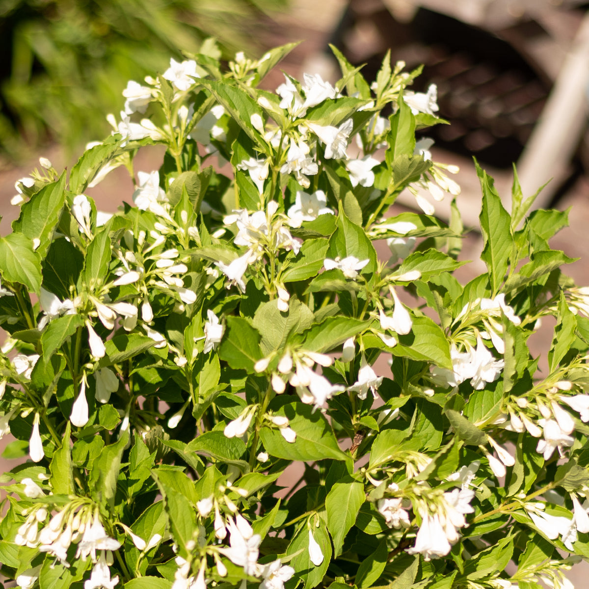 Weigelie 'Snowflake'®