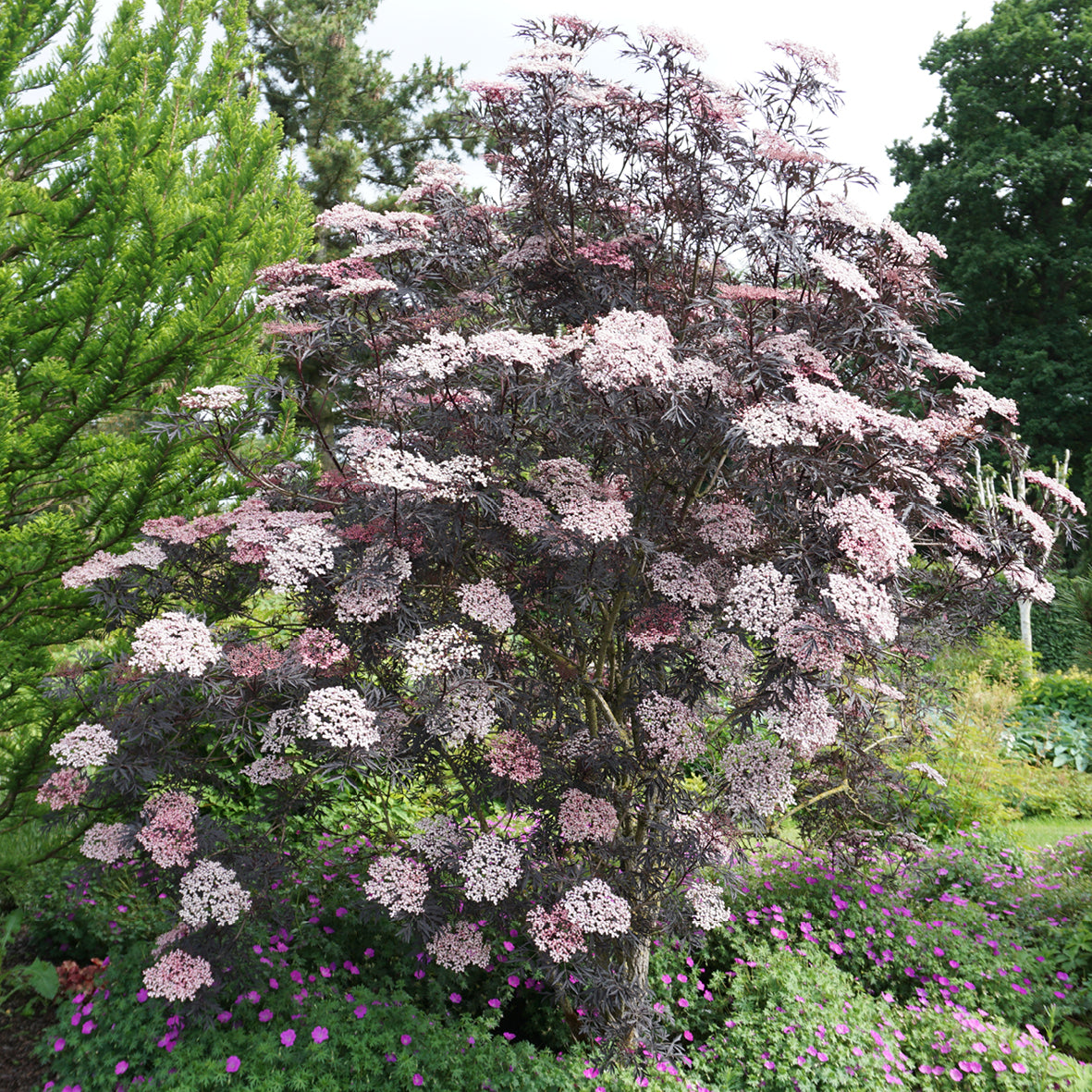 Schwarzer Holunder 'Black Lace'®