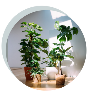 Pflegeleichte Zimmerpflanzen im Set