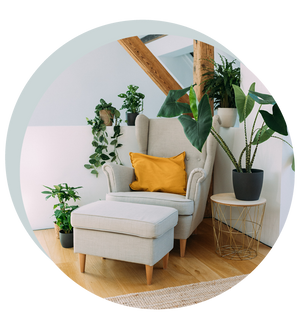 Pflegeleichte Zimmerpflanzen im Set