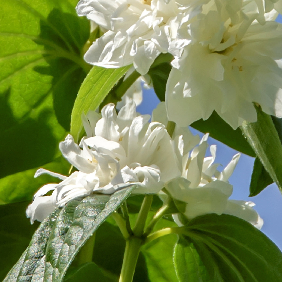 Blüte des Philadelphus 'Minnesota Snowflake'