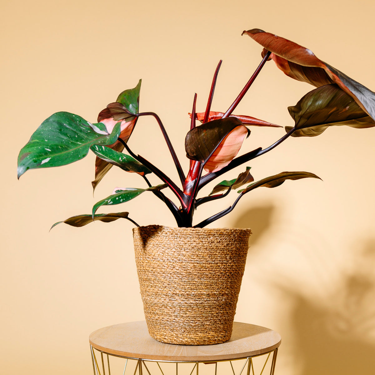 Philodendron 'Pink Princess' als Zimmerpflanze