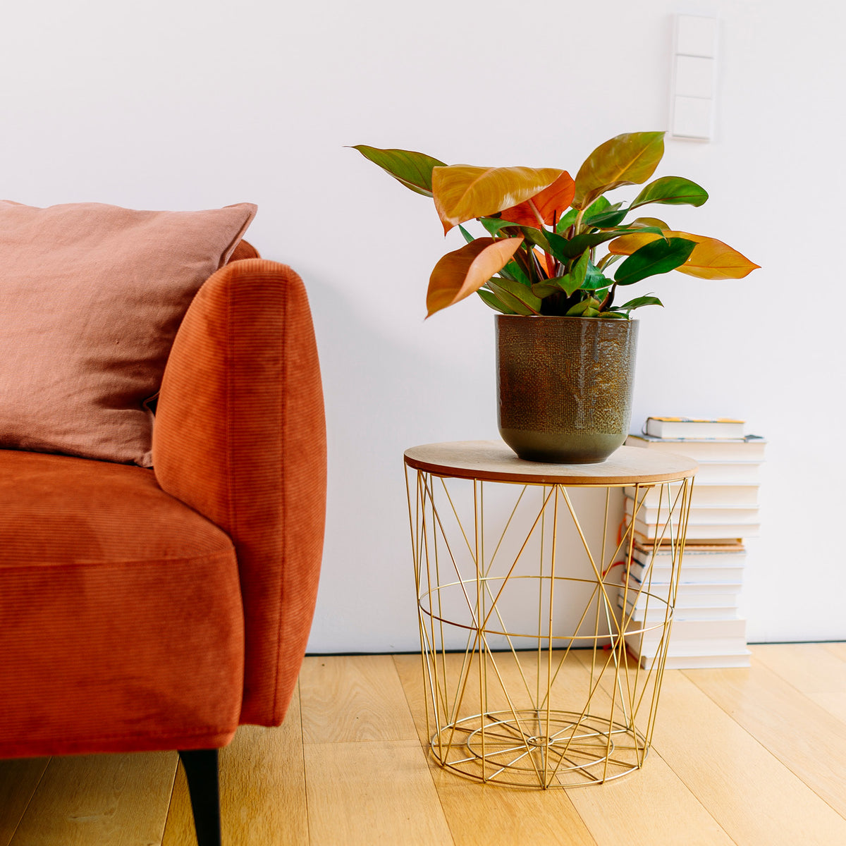 Philodendron 'Prince of Orange' im Wohnzimmer