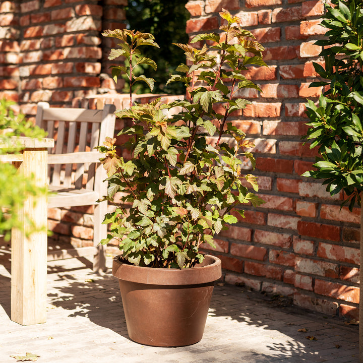 Laub von Physocarpus opulifolius 'Amber Jubilee'®