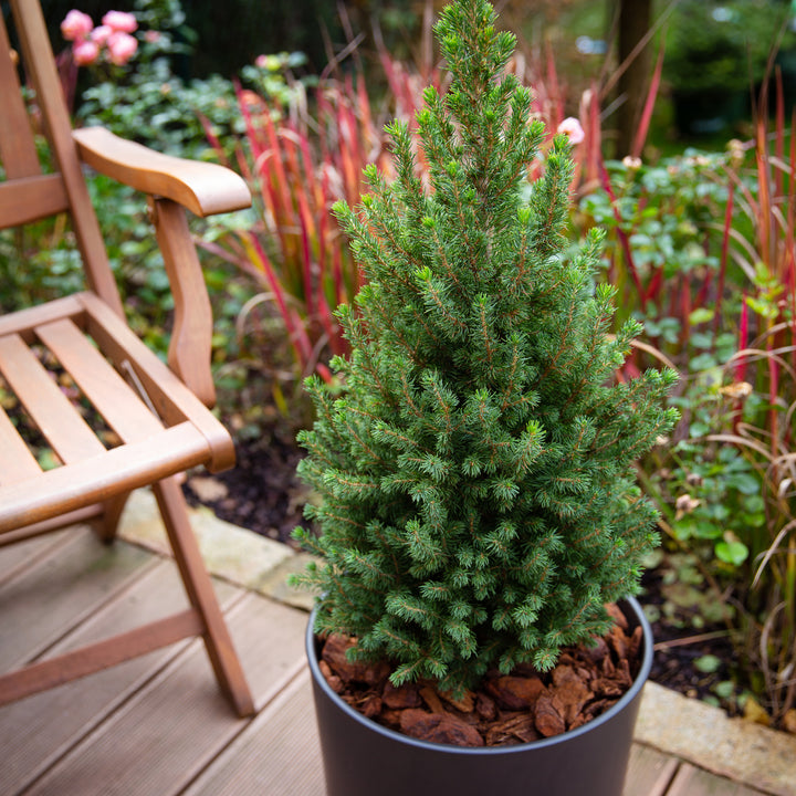 Picea glauca 'Conica' im Topf