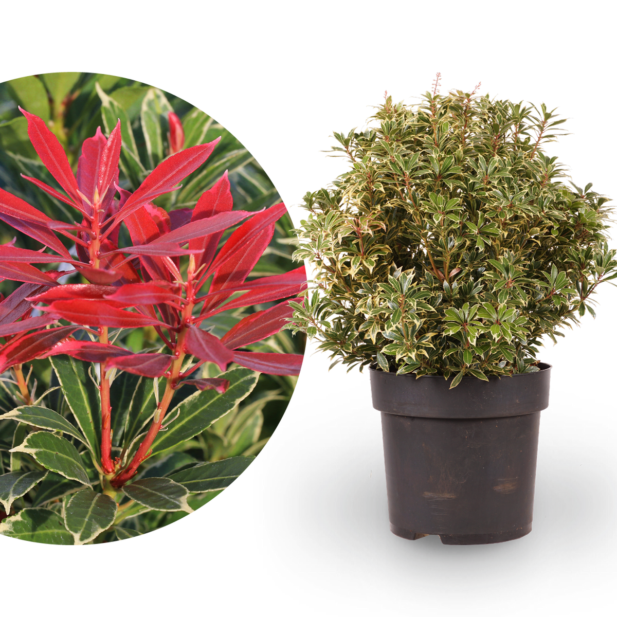 Pieris japonica 'Carnaval' im Topf