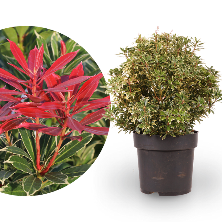 Pieris japonica 'Carnaval' im Topf