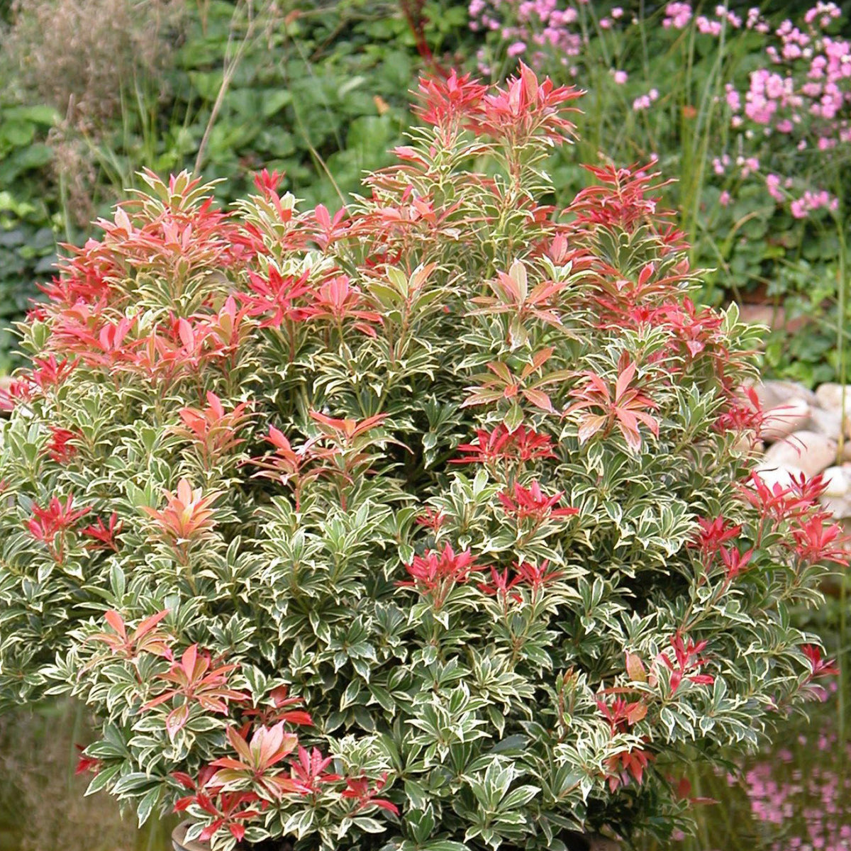 Strauch Pieris japonica 'Carnaval'
