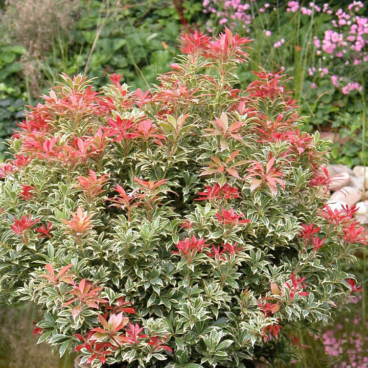 Strauch Pieris japonica 'Carnaval'