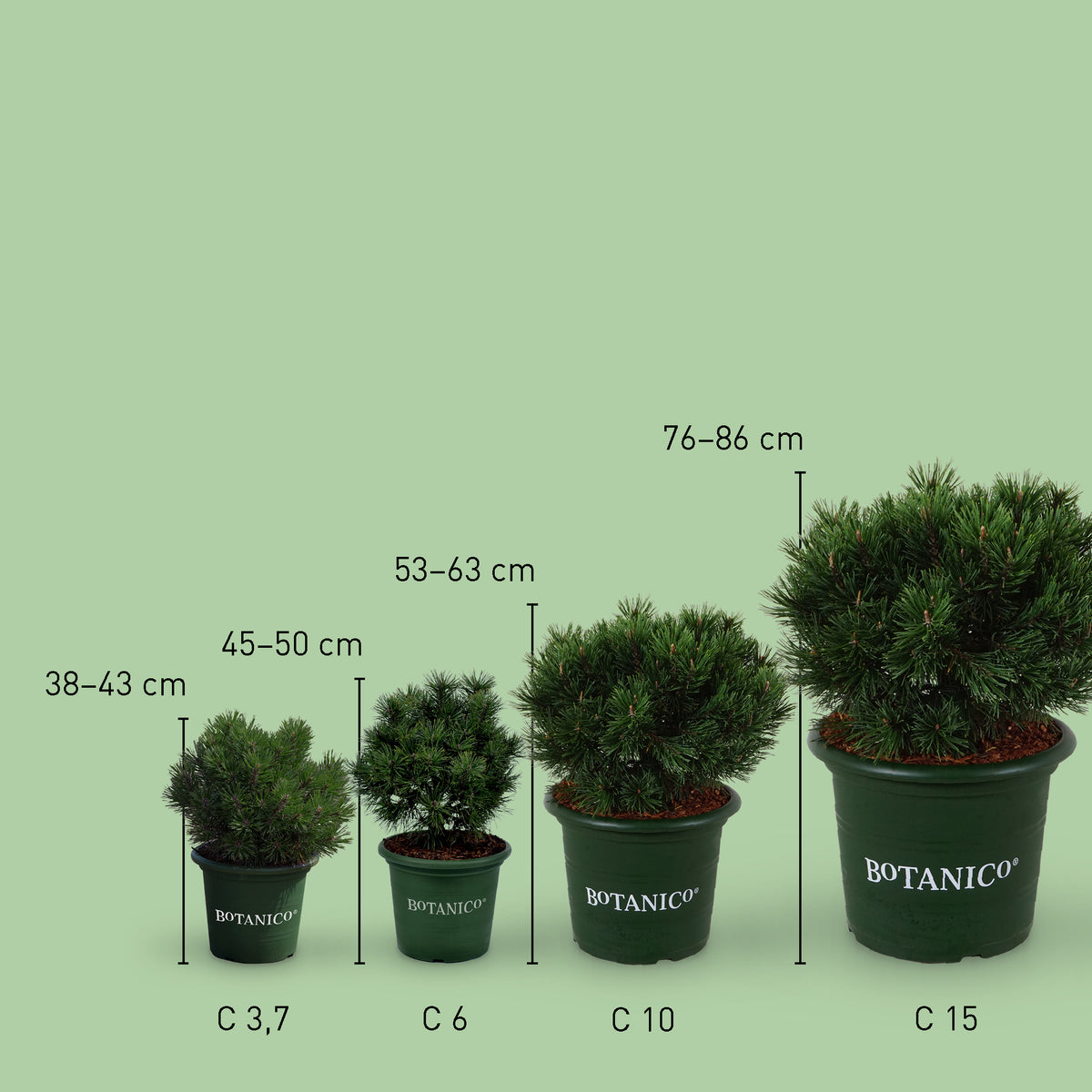 Größe der Pinus mugo 'Mops'