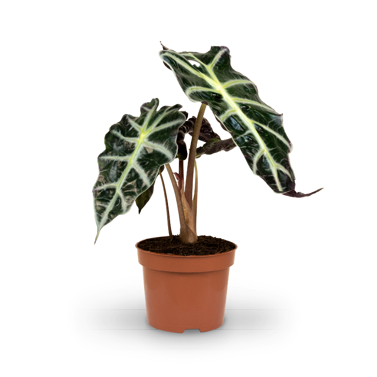 Plantura Alocasia 'Polly'