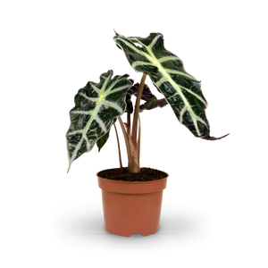 Alocasia 'Polly'