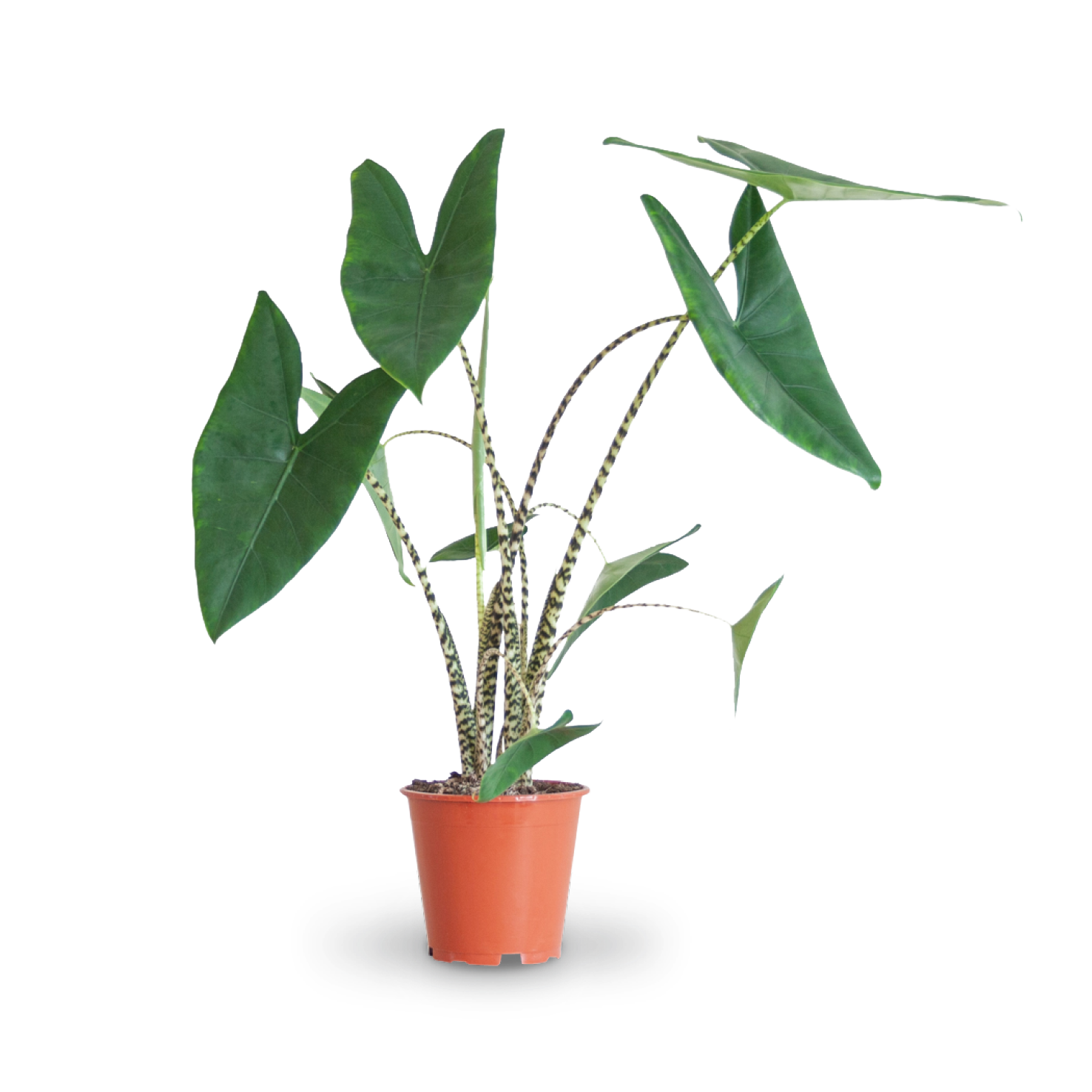 Plantura Alocasia zebrina
