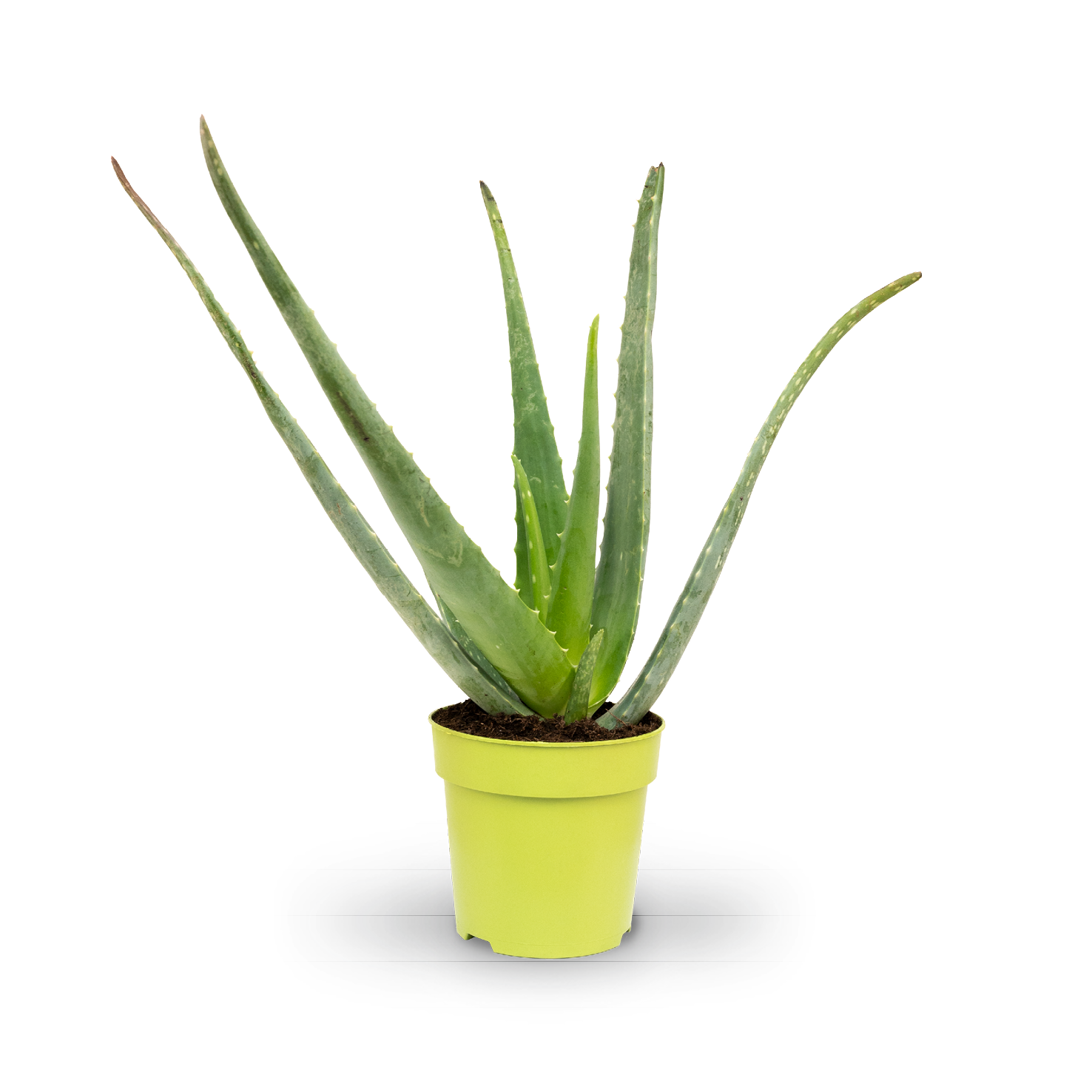 Plantura Aloe vera