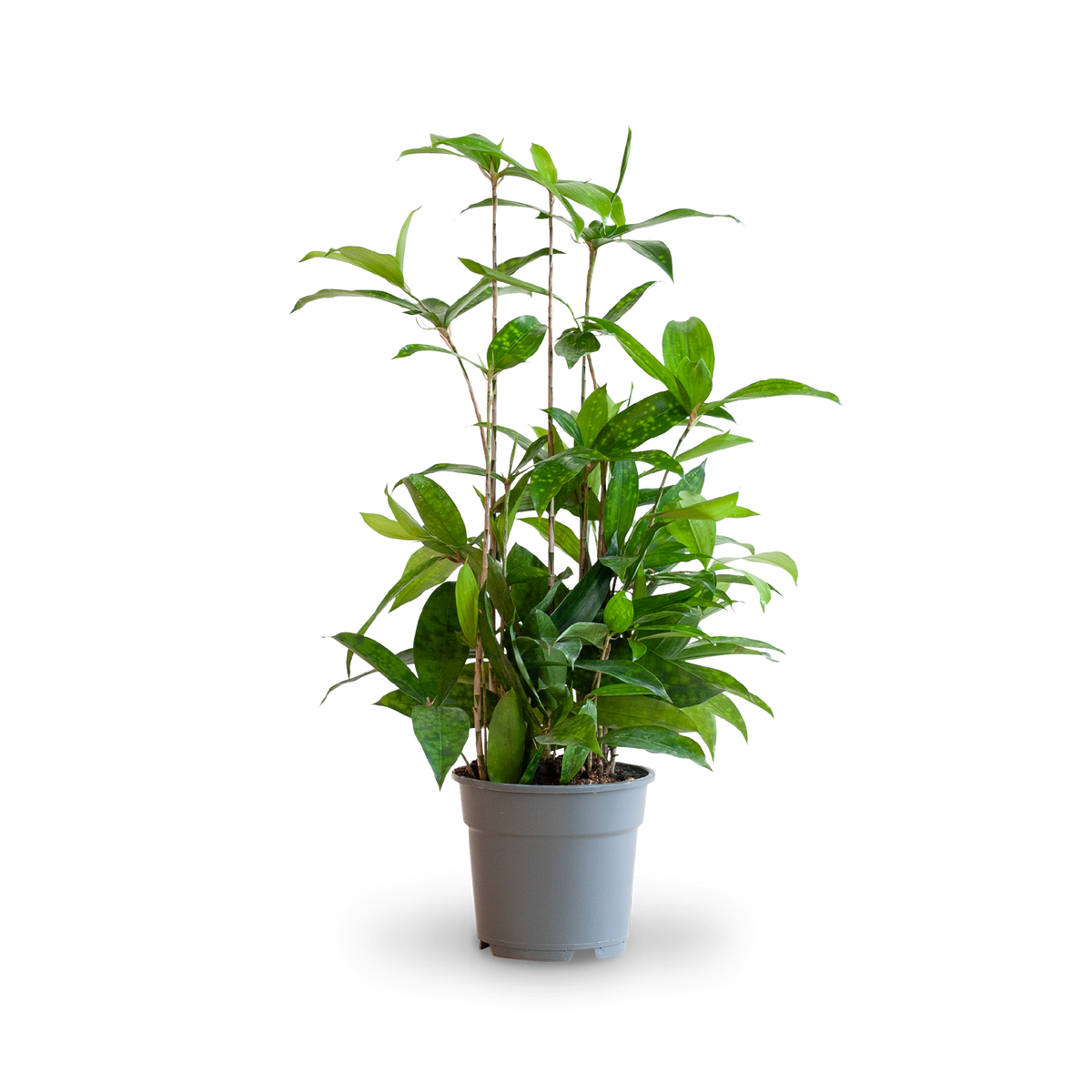 Plantura Bambus-Drachenbaum ‘Gold Dust’