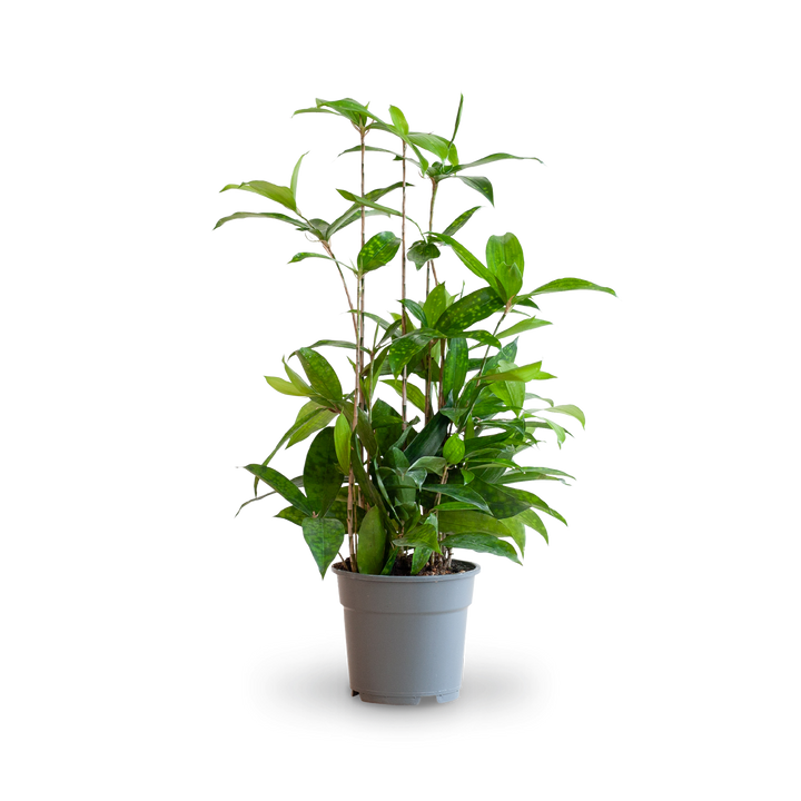 Plantura Bambus-Drachenbaum ‘Gold Dust’