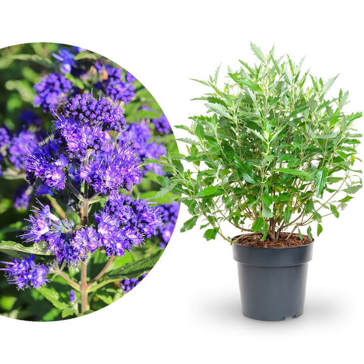 Bartblume 'First Choice'