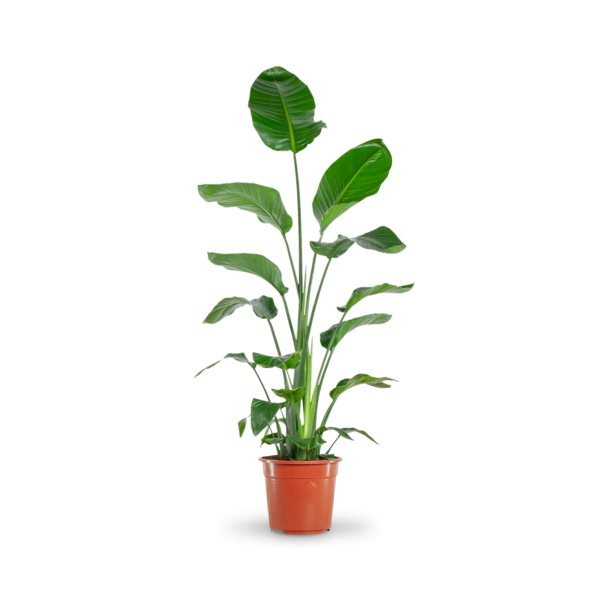 Plantura Baumstrelitzie XXL-Größe