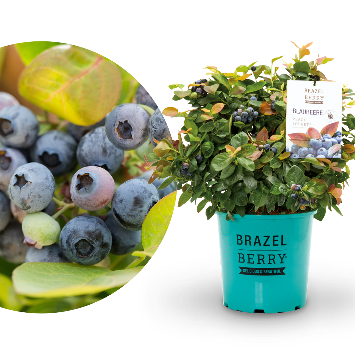 Plantura Blaubeere BrazelBerry® 'Peach Sorbet'®