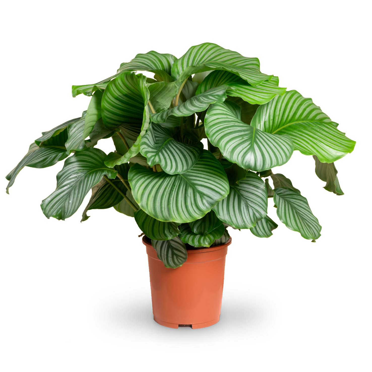 Plantura Calathea orbifolia