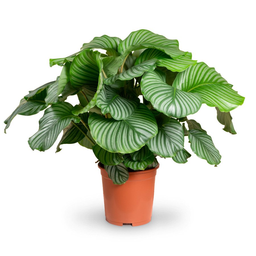 Plantura Calathea orbifolia