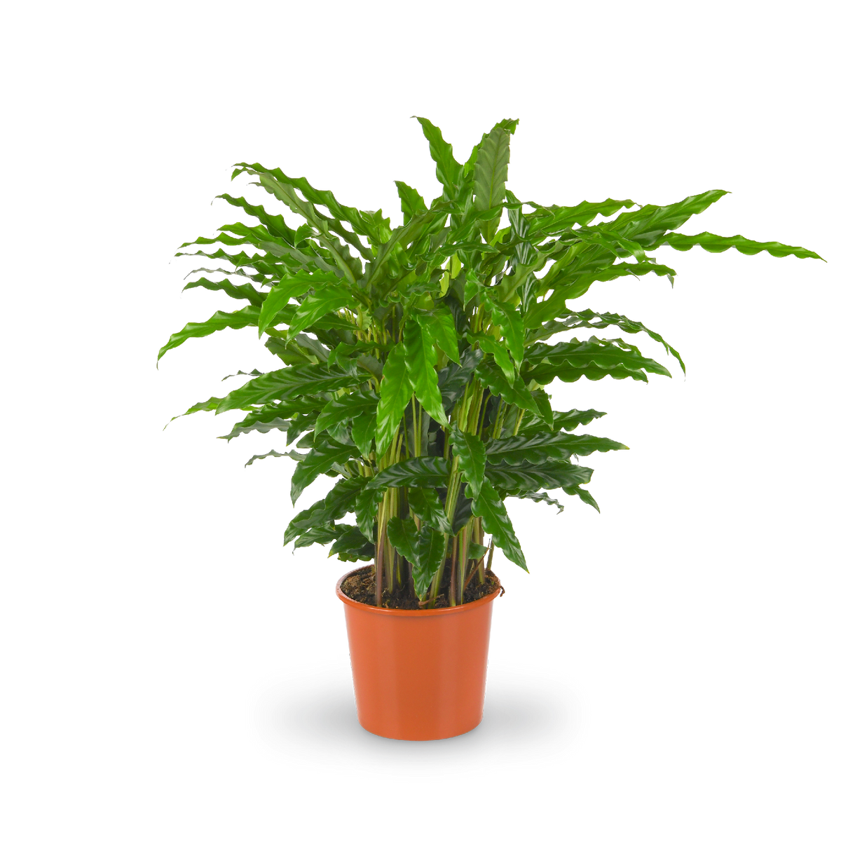 Plantura Calathea rufibarba