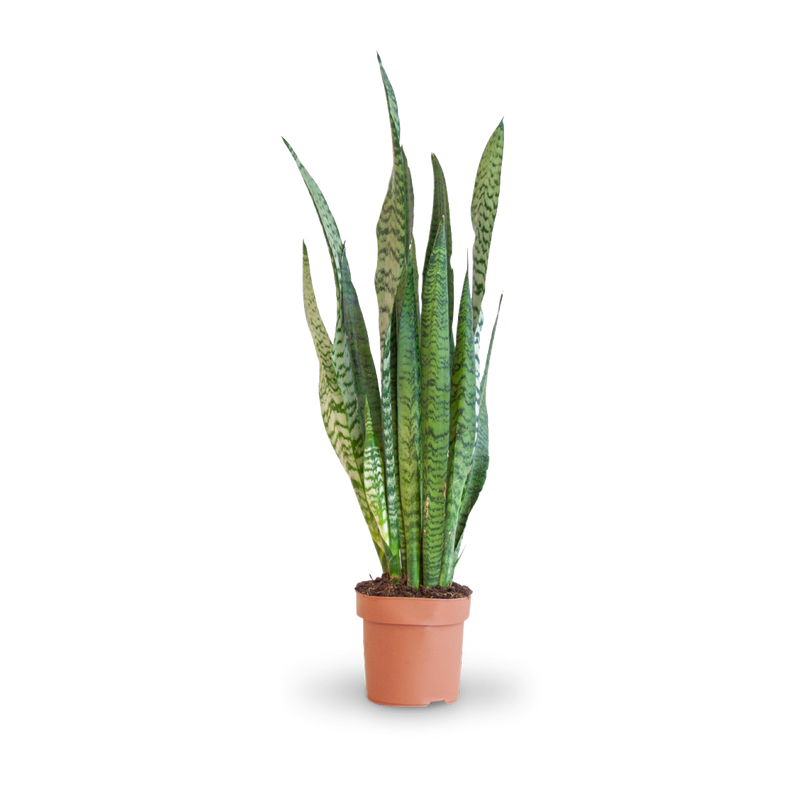 Plantura Ceylon-Bogenhanf