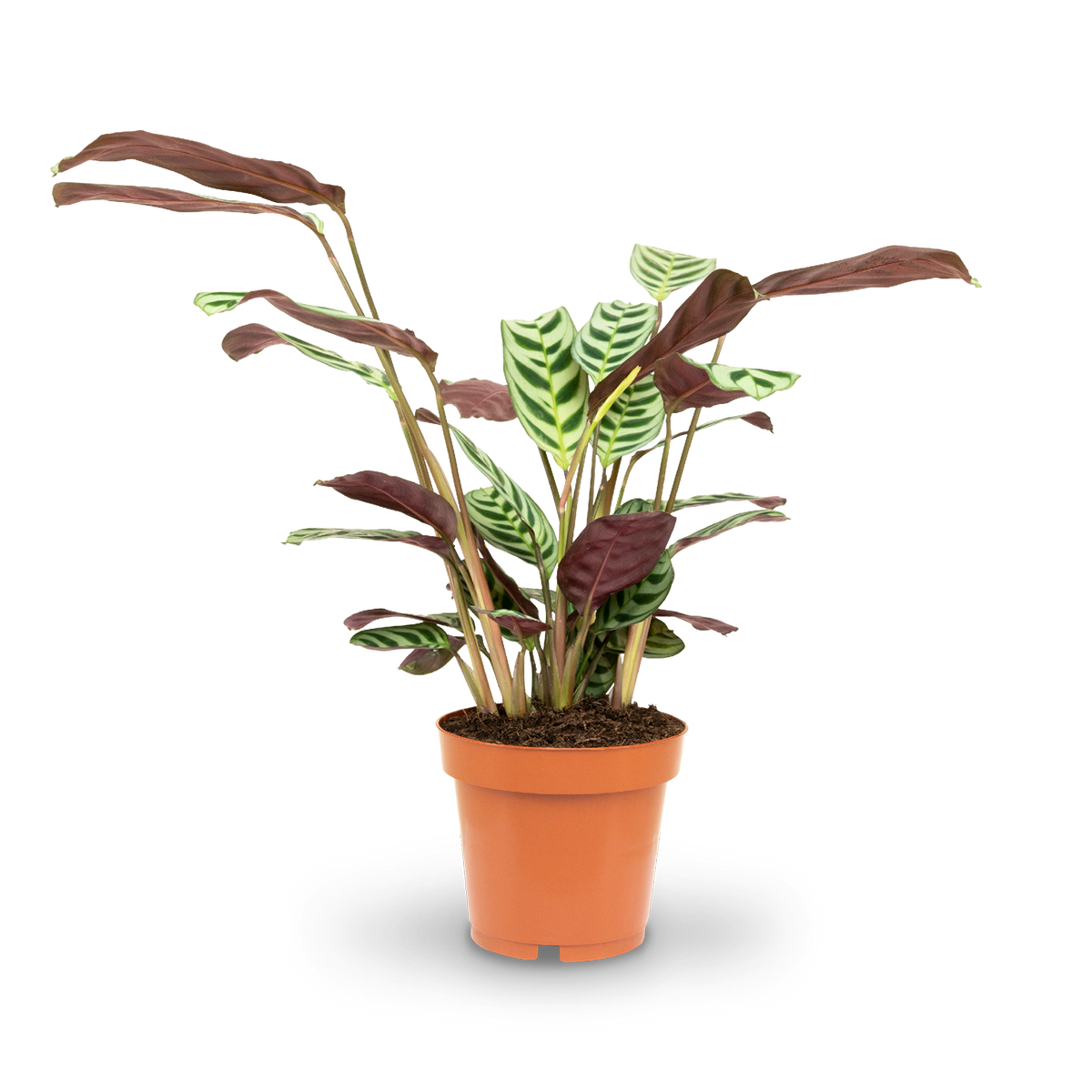 Plantura Ctenanthe burle-marxii