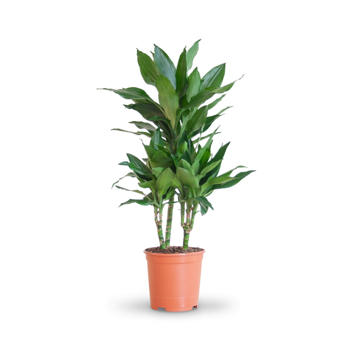 Plantura Drachenbaum 'Janet Lind'