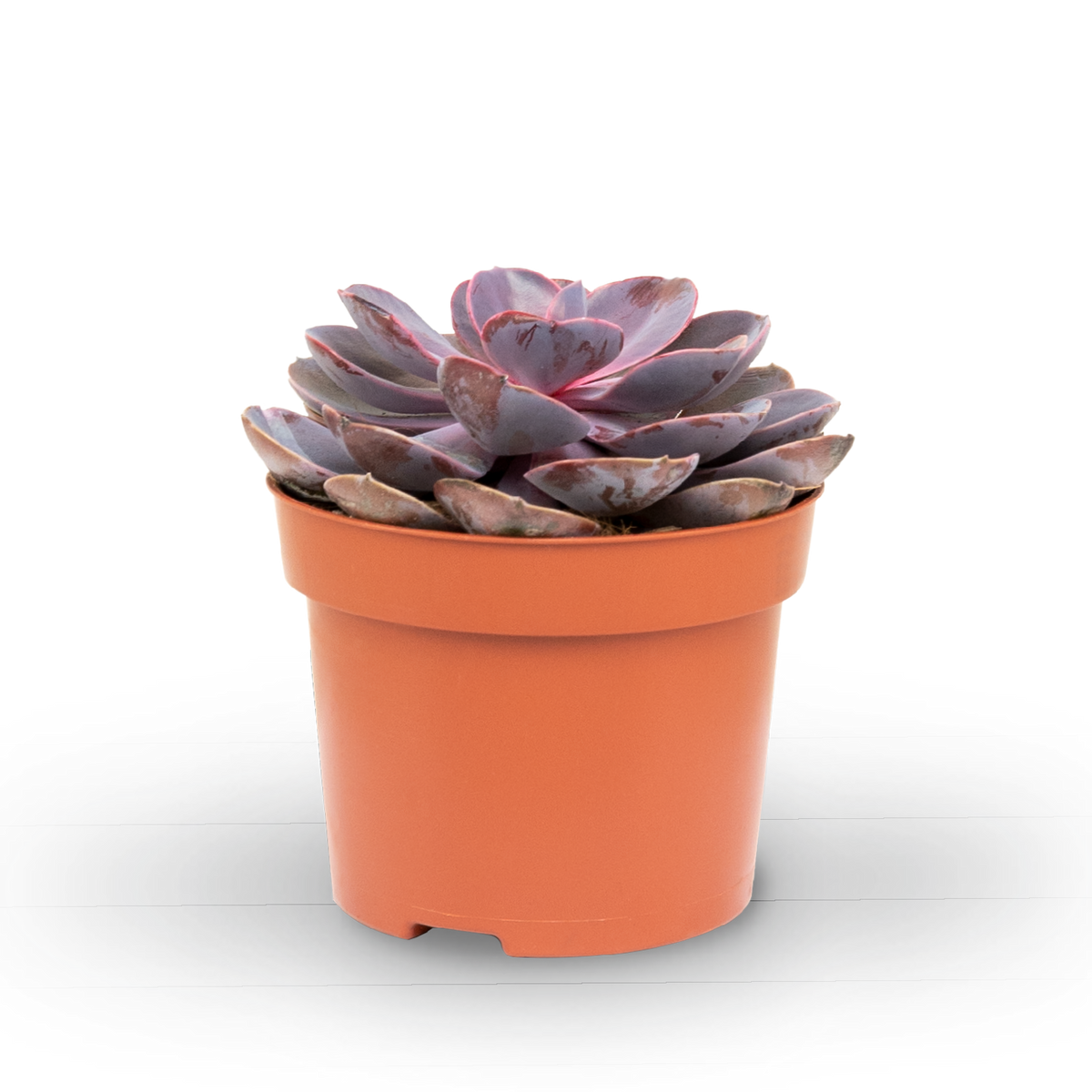 Plantura Echeveria 'Purple Pearl'