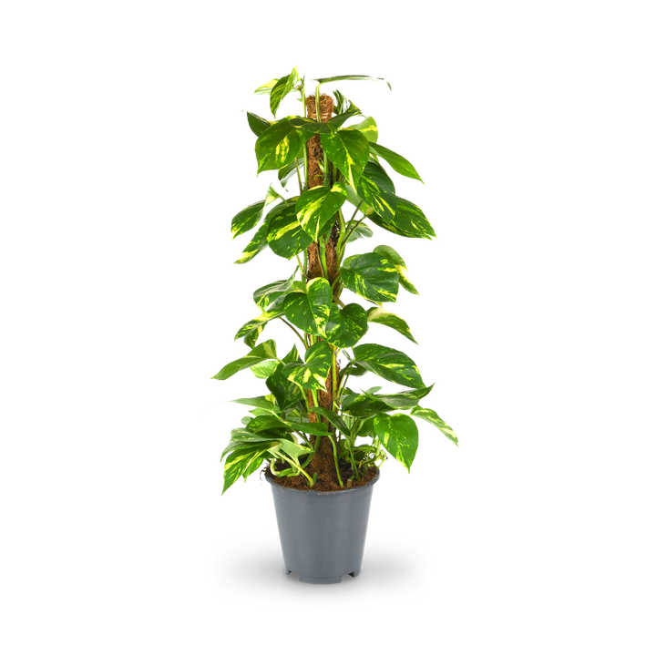 Plantura Efeutute am Moosstab