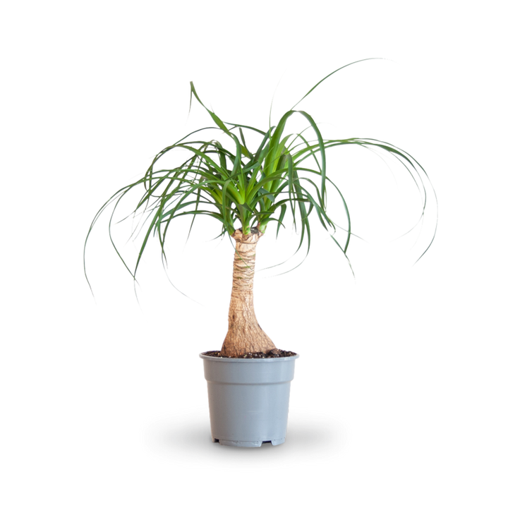 Plantura Elefantenfuß