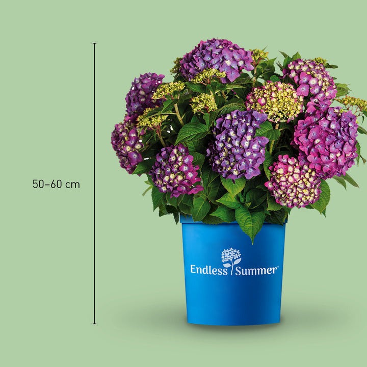 Größe der Plantura Hortensie Endless Summer® 'Summer Love' Lila