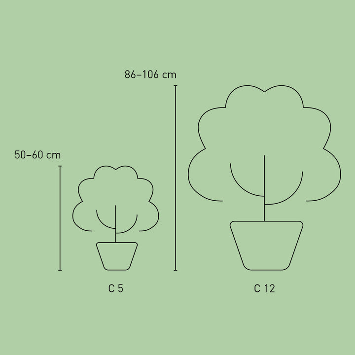 Größe der Plantura Hortensie Endless Summer® 'The Bride'