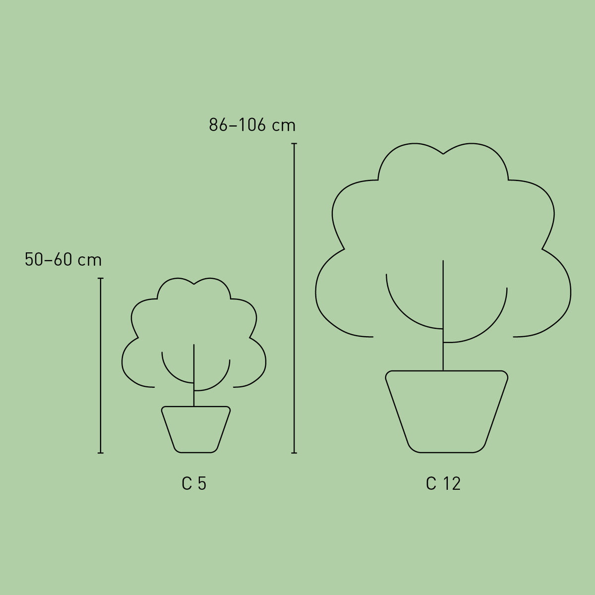 Größe der Plantura Hortensie Endless Summer® 'The Original' Blau