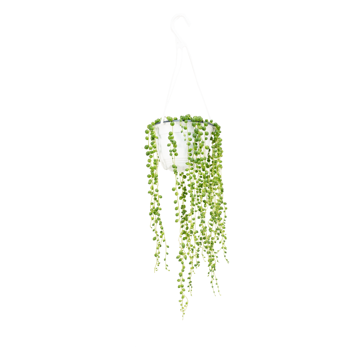 Plantura Erbsenpflanze