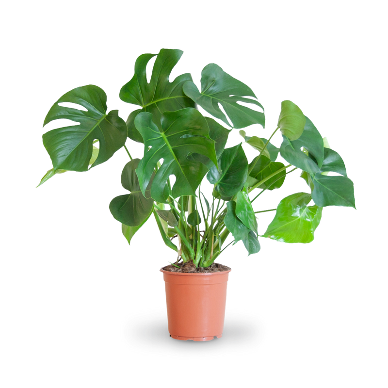 Plantura Fensterblatt