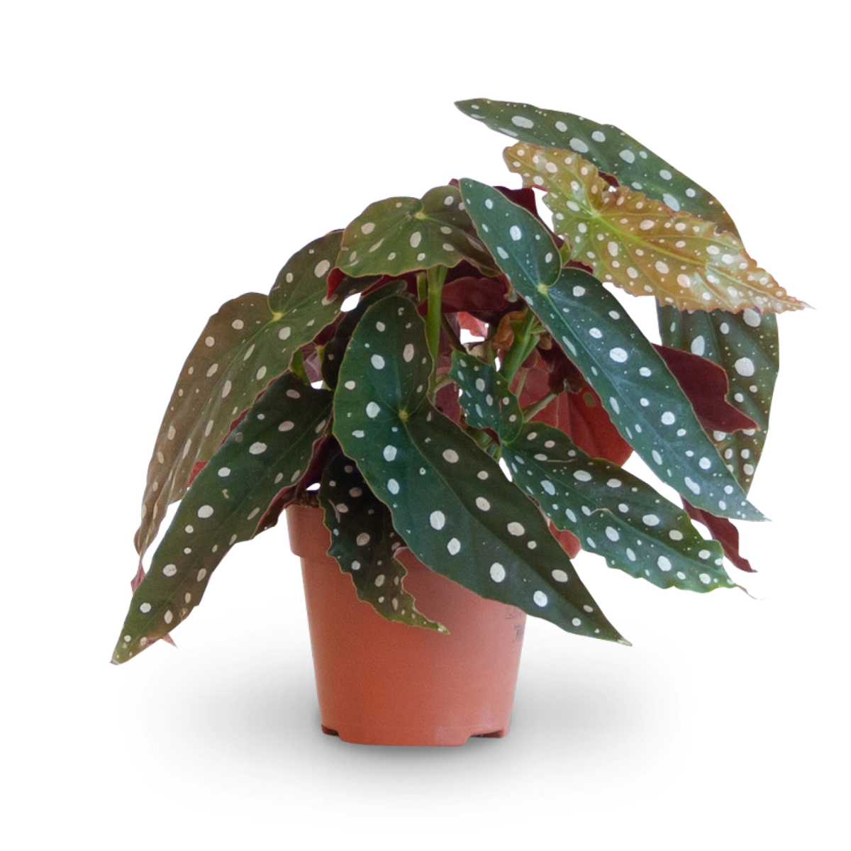 Plantura Forellenbegonie