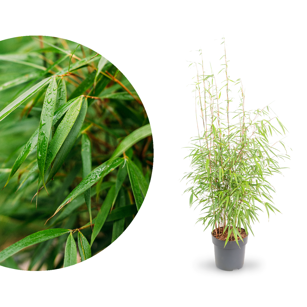 Gartenbambus 'Asian Wonder'