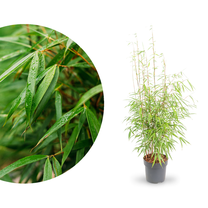 Gartenbambus 'Asian Wonder'