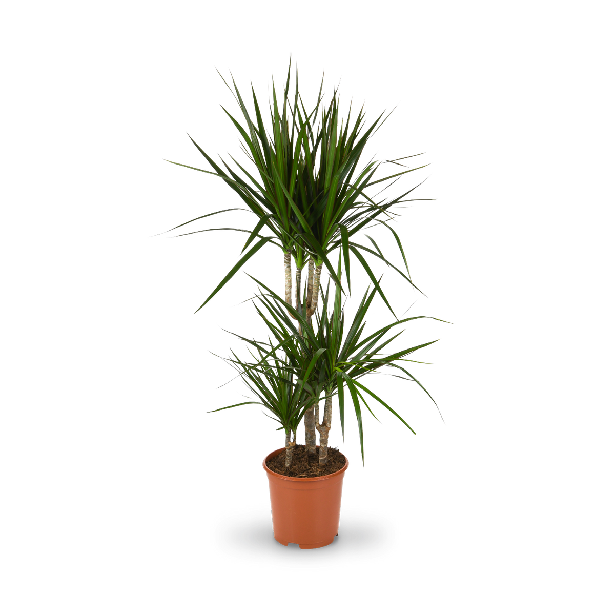 Plantura Gerandeter Drachenbaum