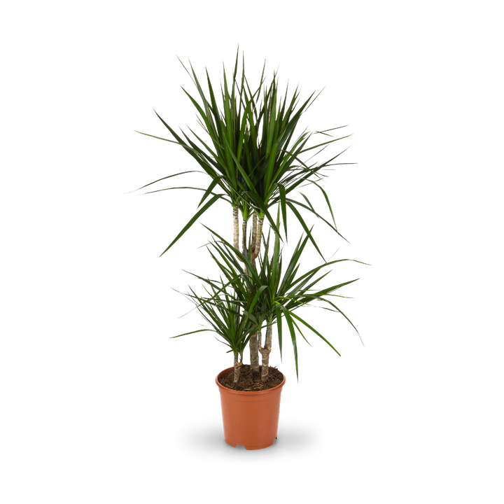 Plantura Gerandeter Drachenbaum