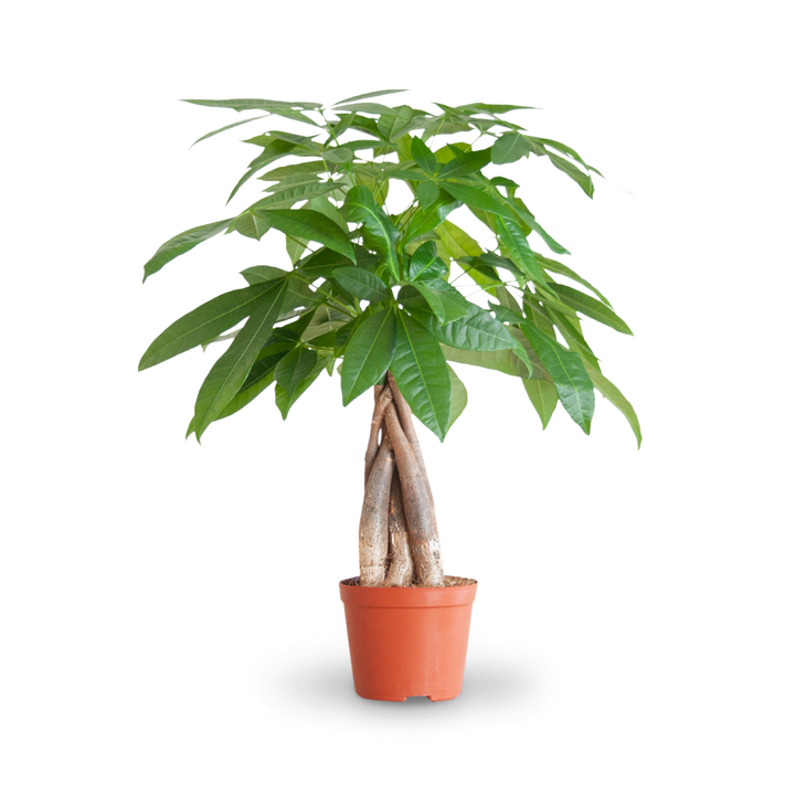 Plantura Glückskastanie