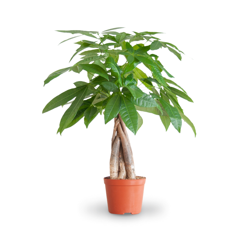 Plantura Glückskastanie