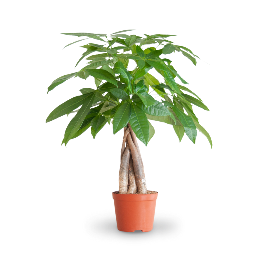 Plantura Glückskastanie