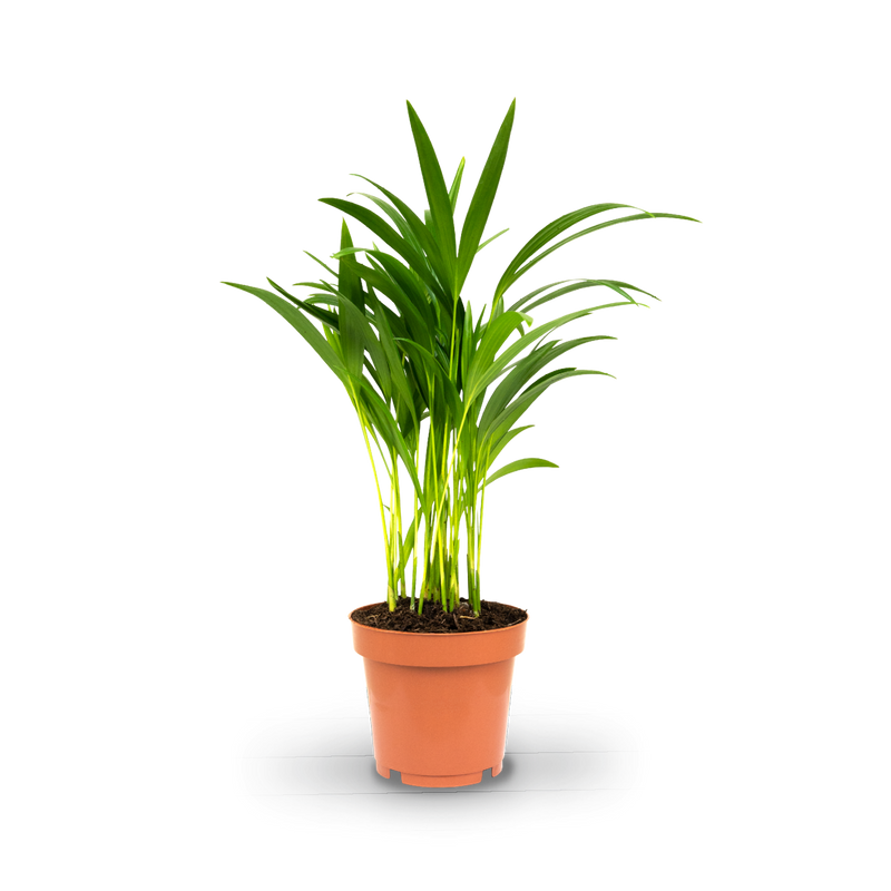 Plantura Goldfruchtpalme