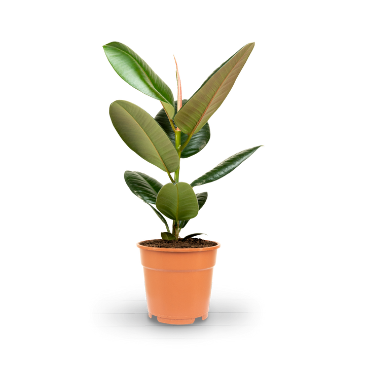 Plantura Gummibaum 'Robusta'