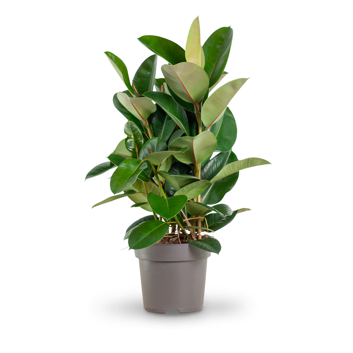 Plantura Gummibaum 'Robusta' XXL-Größe